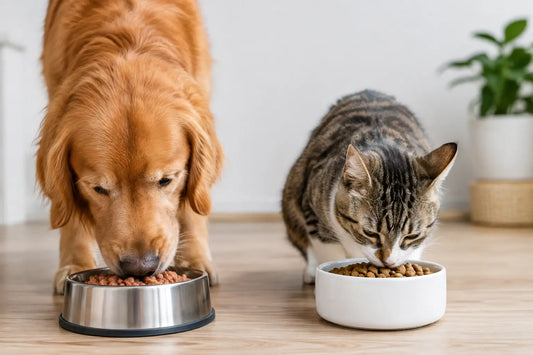 Wet Food vs Dry Food for Happy Dogs and Cats