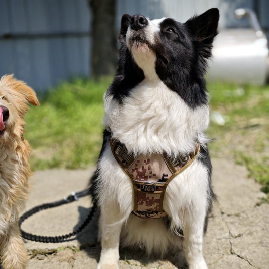 Tactical Dog Harness