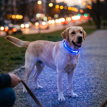 LED Dog collar & leash