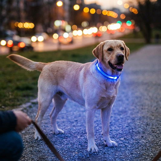 LED-Hundehalsband & Leine