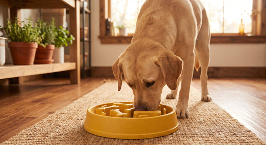 Intelligenter Anti-Schling-Futternapf